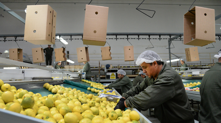 Exportación | Manzur celebró el primer embarque del limón tucumano a China